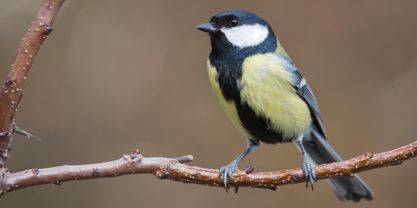 Mésange charbonnière © Alain Lorieux